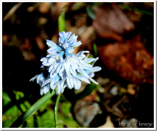 blue striped flower