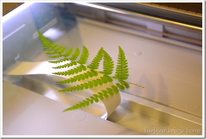fern leaf on a photocopier window