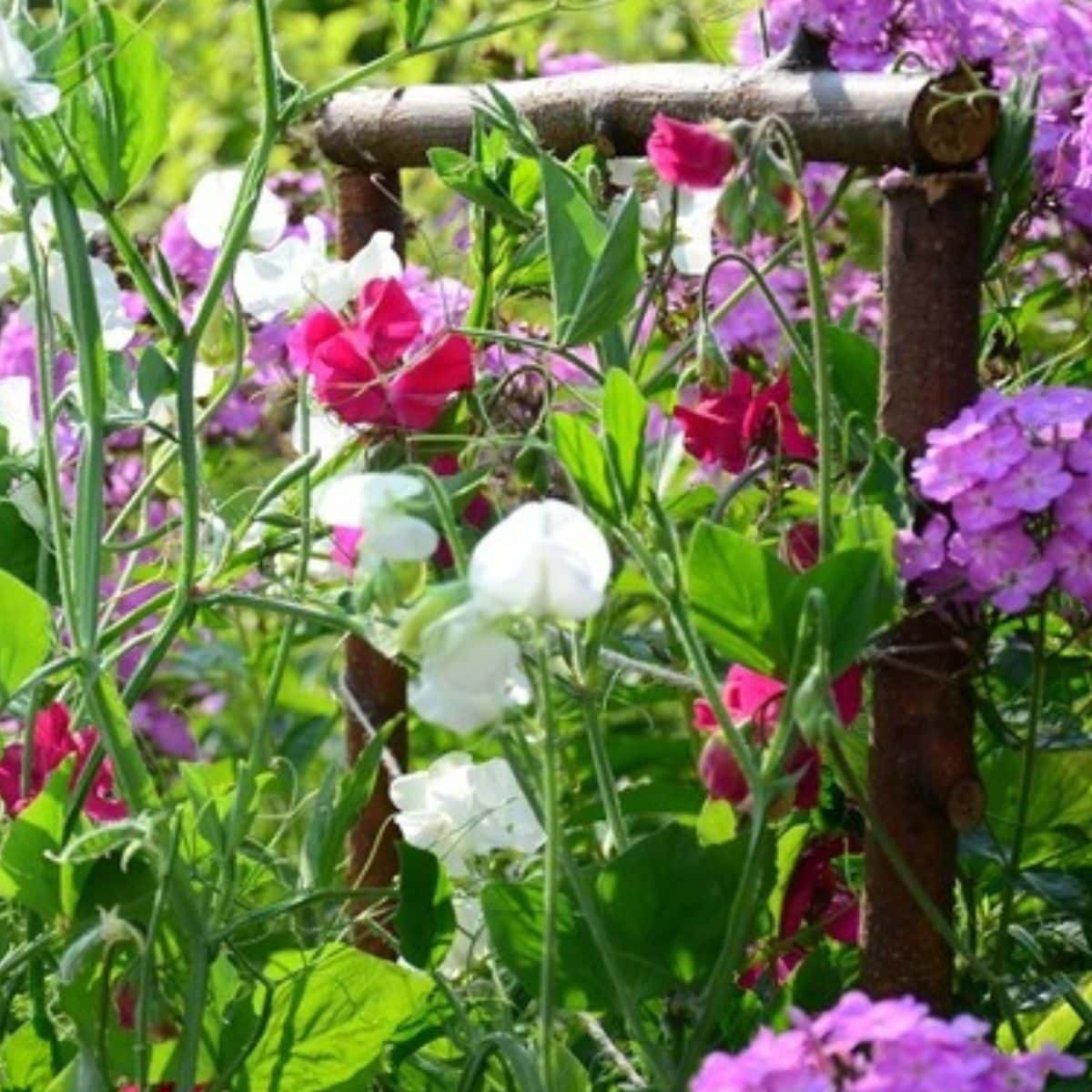 Sweet peas on a trellis in a Summer garden flower bed