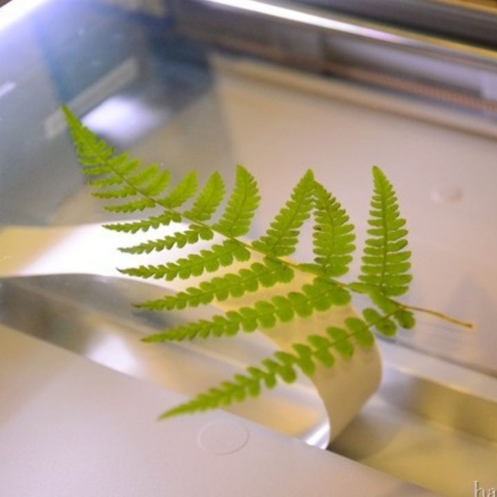 How To Make a Fern Leaf Printing using a Photocopier