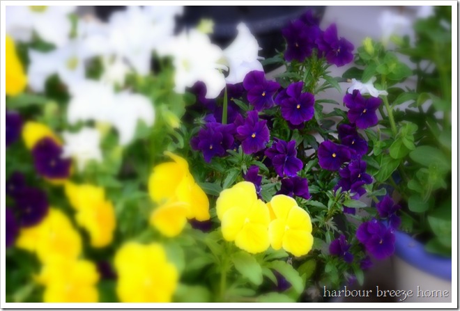 pansies