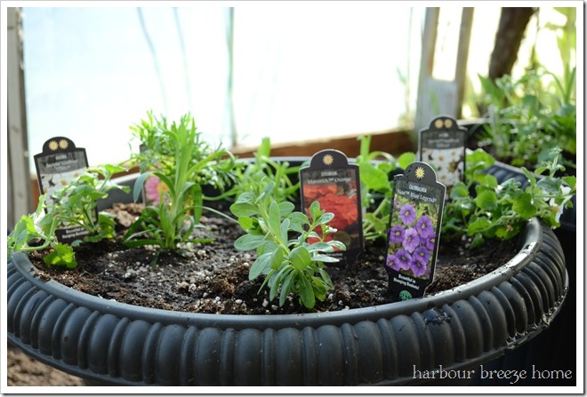 Container gardening step 4 Container gardening step 4