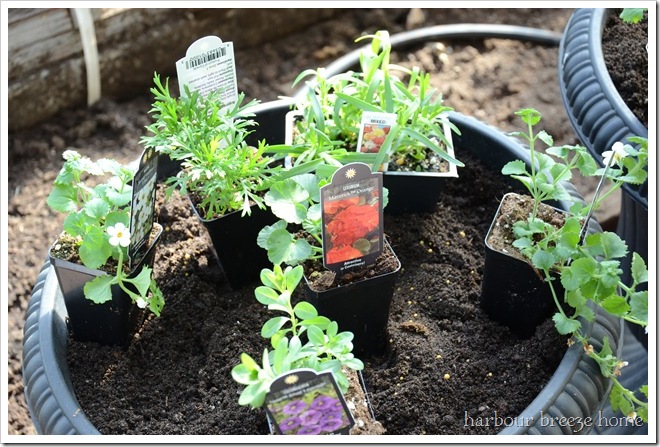 container gardening step 3 container gardening step 3
