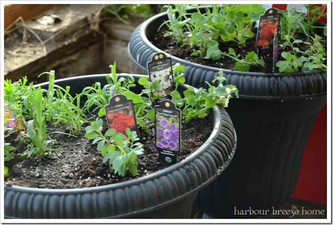 planted container gardens planted container gardens