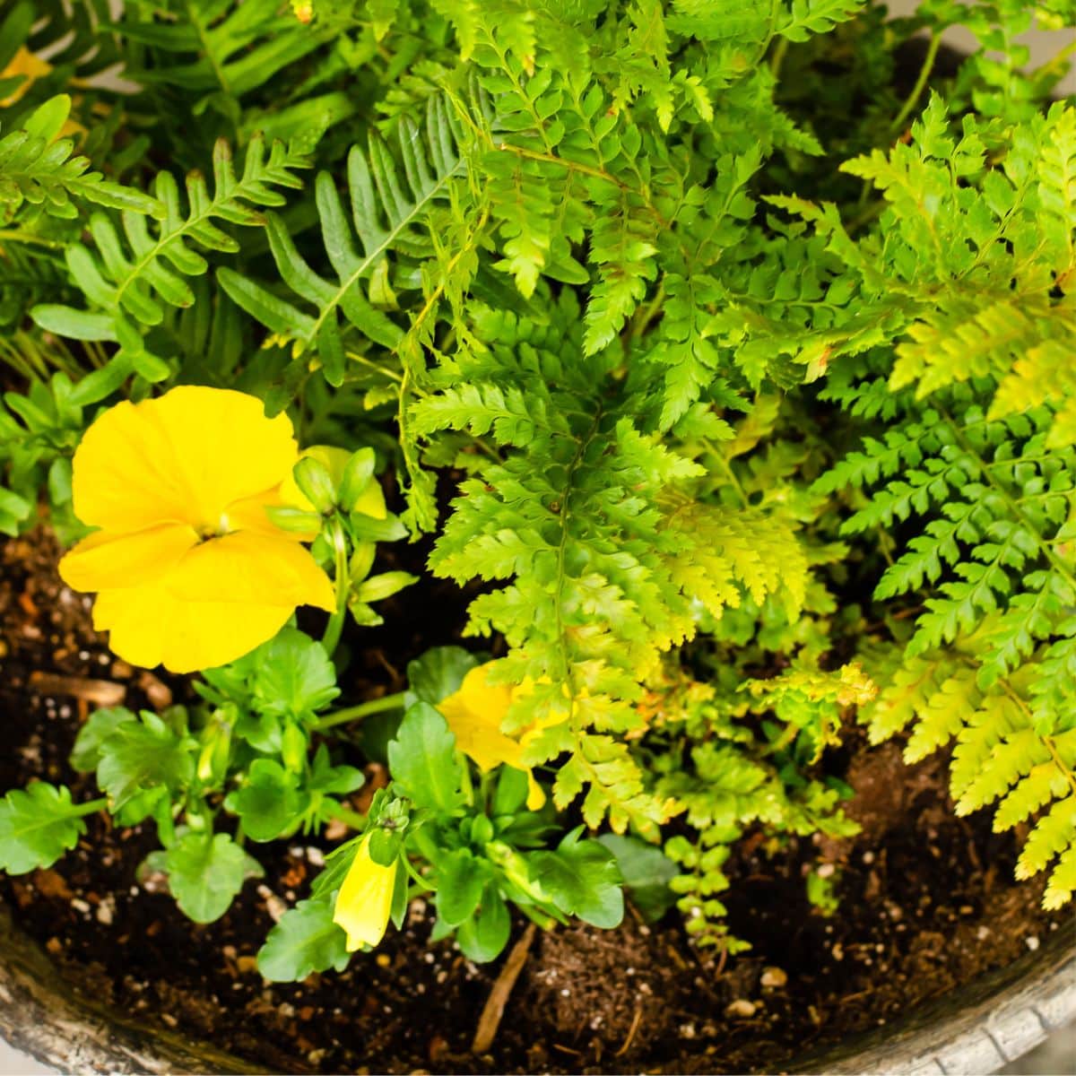 Ferns and pansies in a larger container planter.