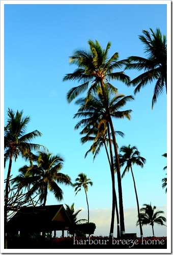 sun coming up on palm trees