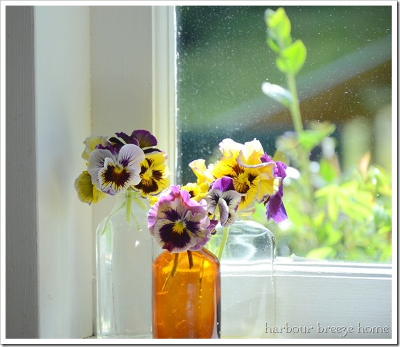 windowsill flowers