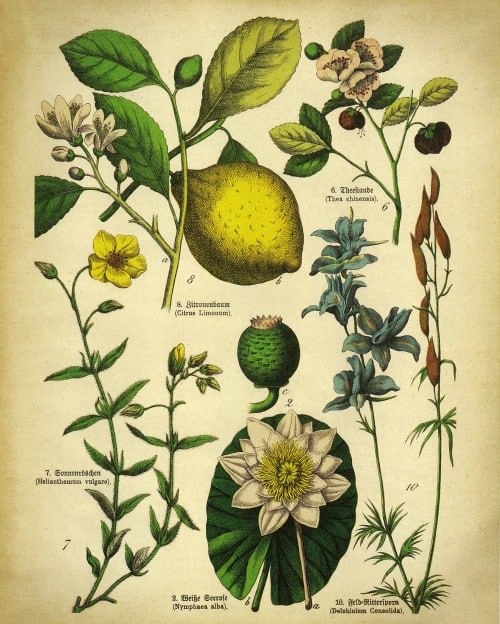 a Botanical print in color