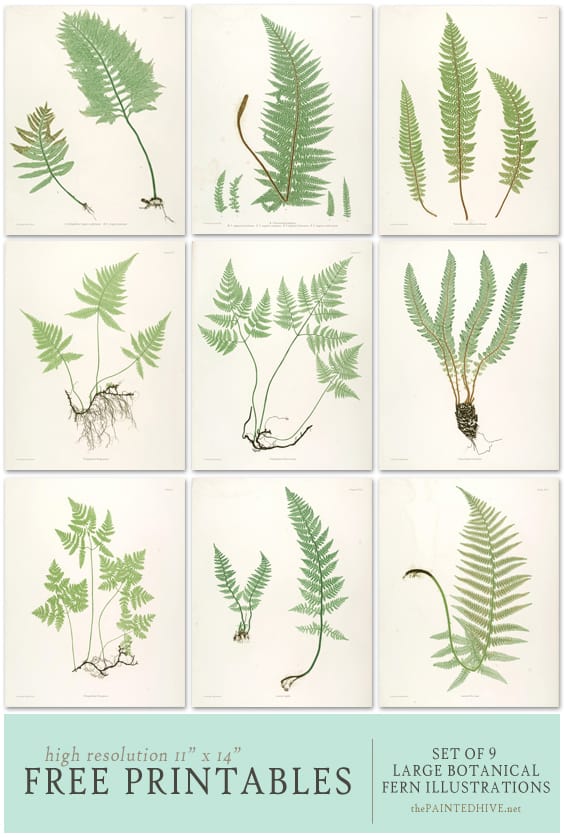 Set of 9 fern paintings