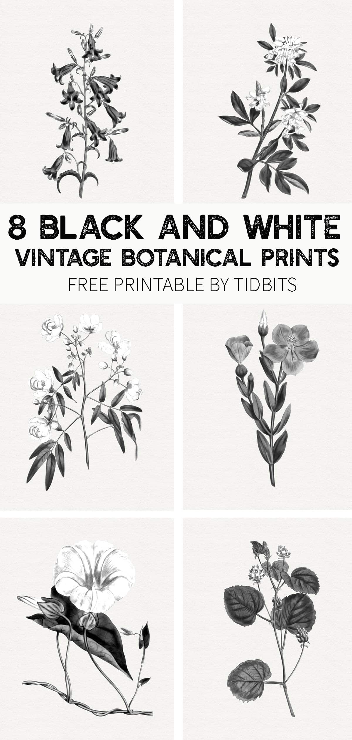 Set of 8 black and white botanical prints