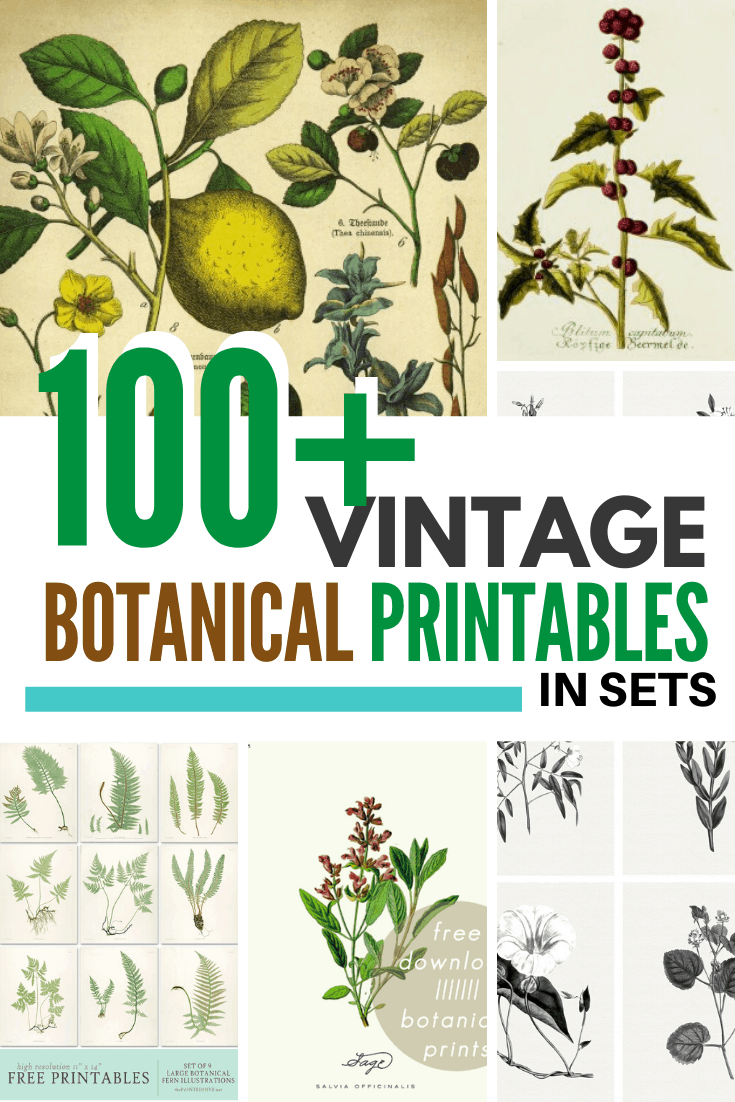 100+ Botanical Prints: Free Printables In Sets