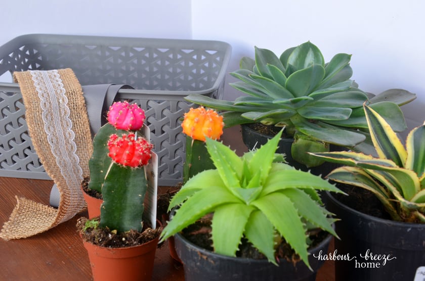 3 средних суккулентных растения и 3 маленьких кошачьих растения, а также прямоугольная корзина и лента — все, что вам нужно.