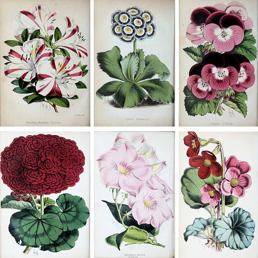 the vintage botanical flower art prints