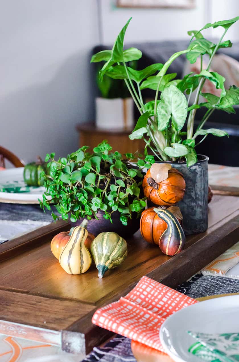 boho style Fall centerpiece with 2 houseplants and small faux pumpkins stacked beside them