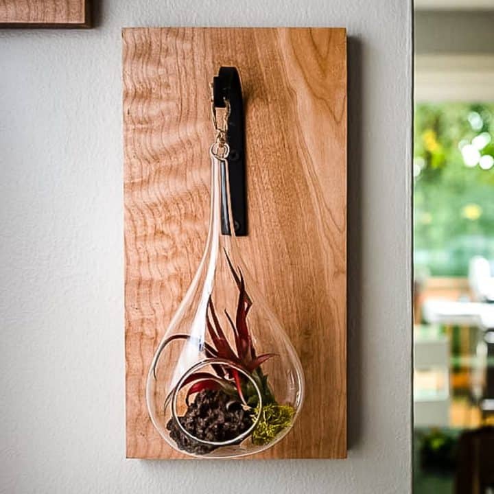 Image for DIY Air Plant Holder for Your Wall