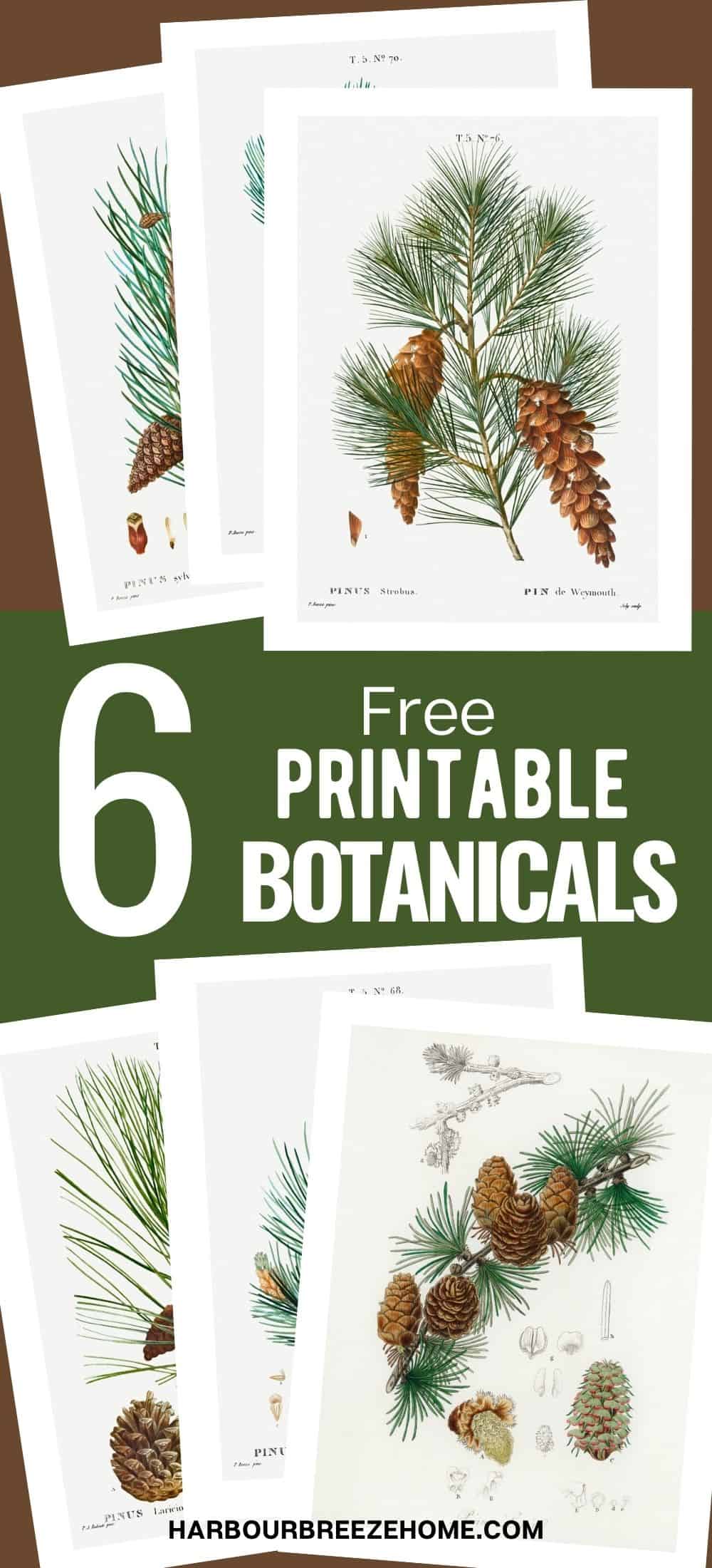 Free set of 6 free vintage botanical pine cone art set