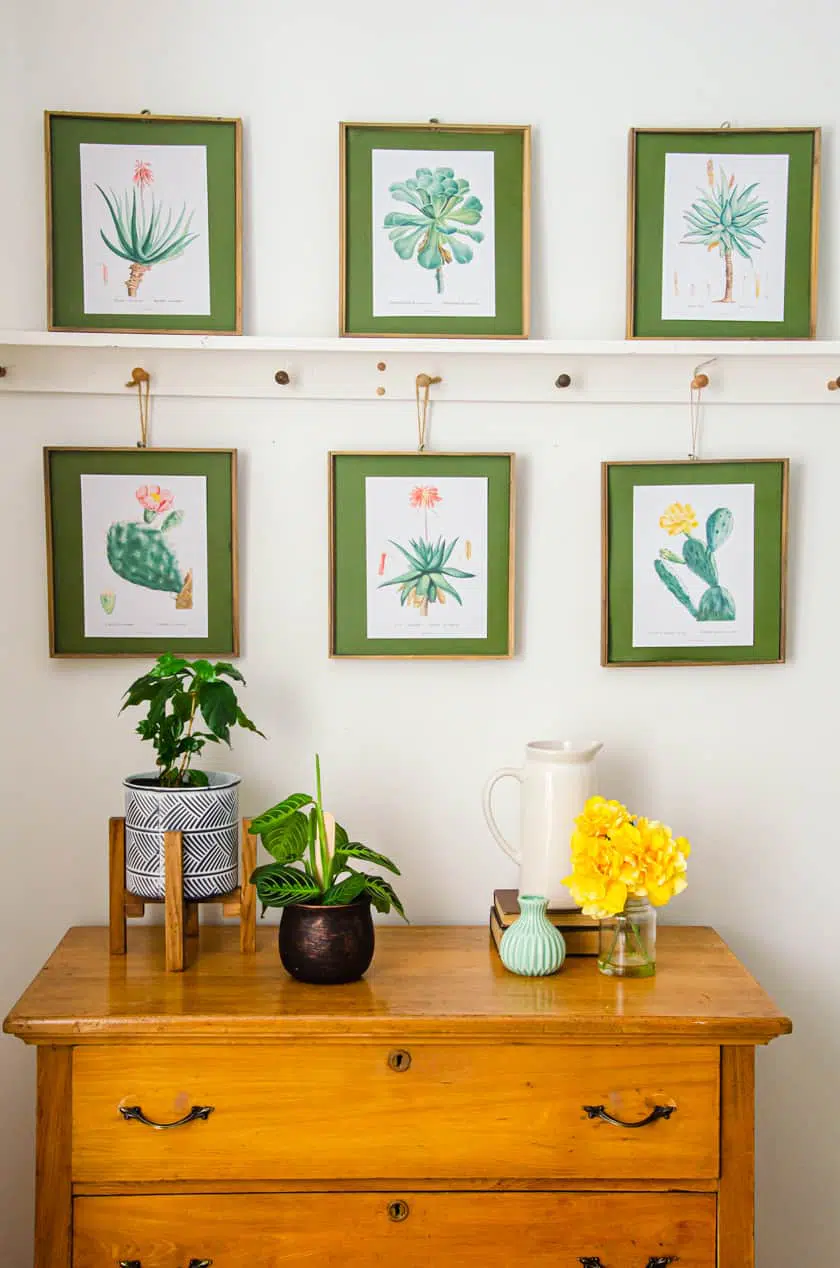 Botanical cactus and succulent wall art prints hanging above a dresser