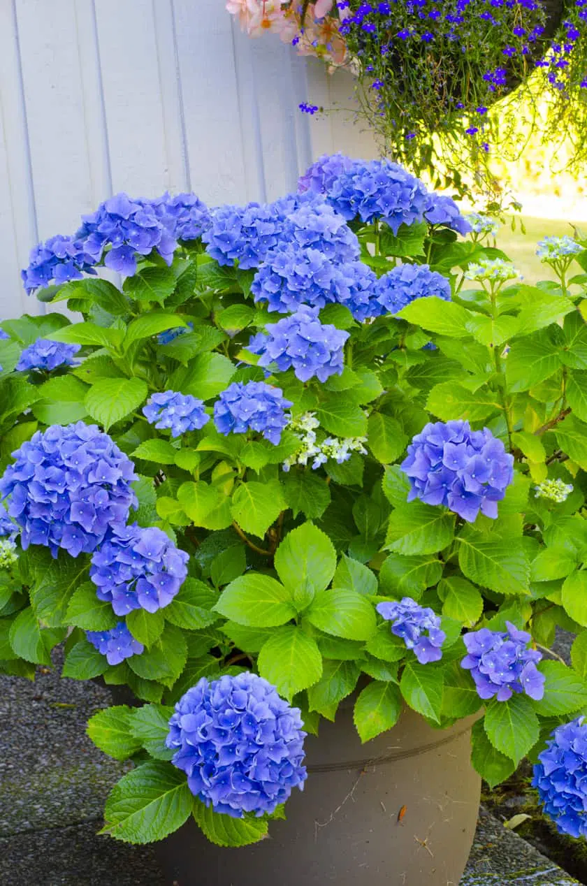 Simple Tips for Hydrangea Care in Pots Harbour Breeze Home