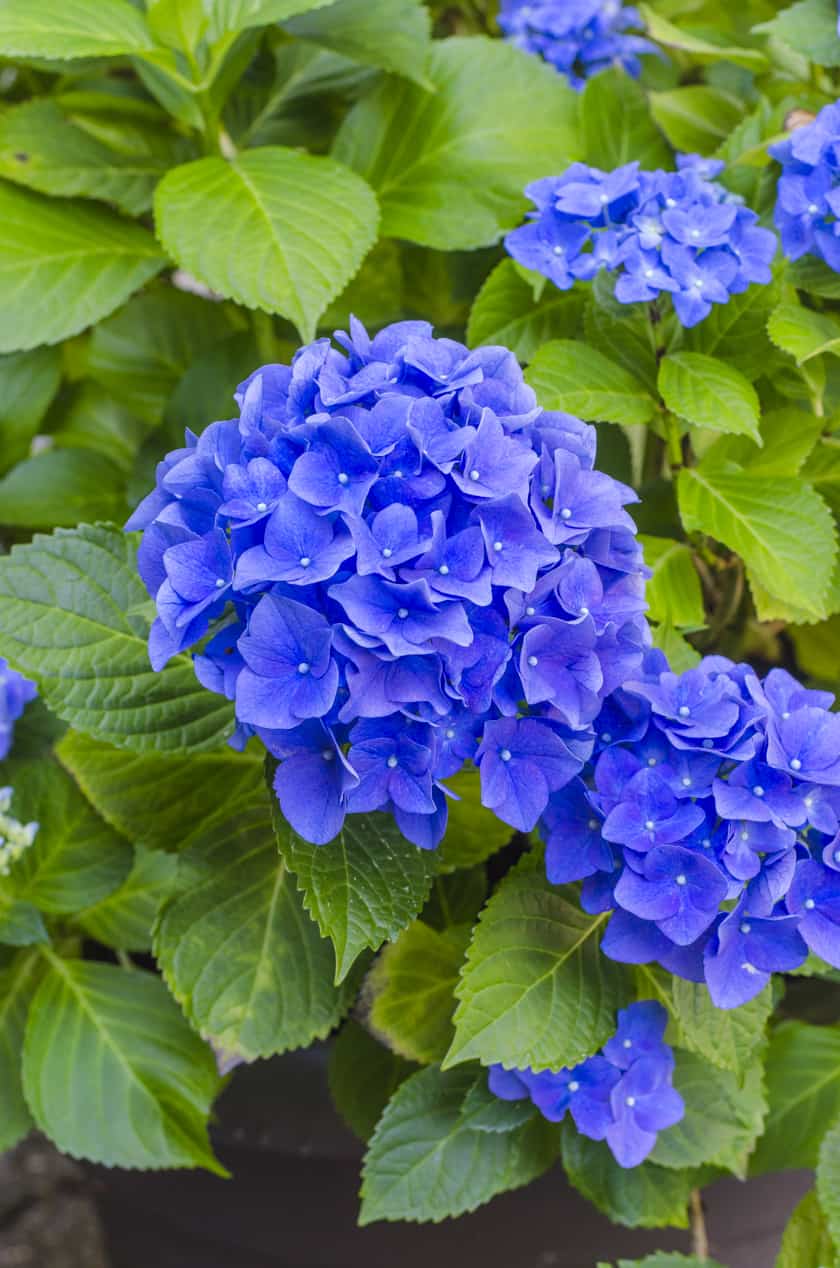 This big blue blooming hydrangea shows that it is possible to grow hydrangeas in pots!