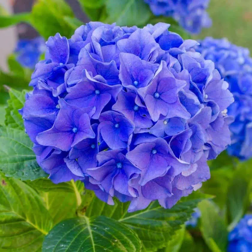 Simple Tips for Hydrangea Care in Pots