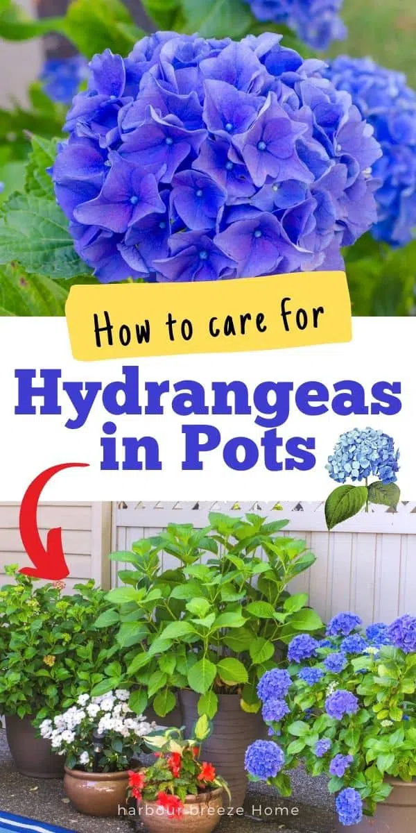 How to grow and care for hydrangeas in pots