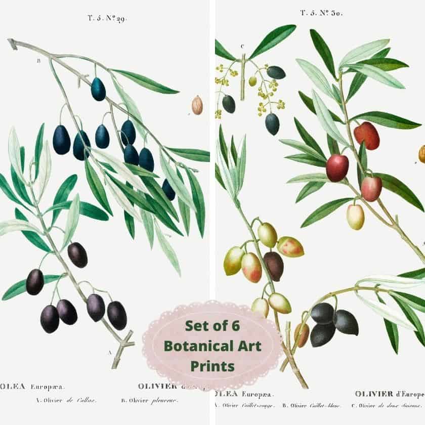 Free Botanical Wall Art Prints: Olive Branches