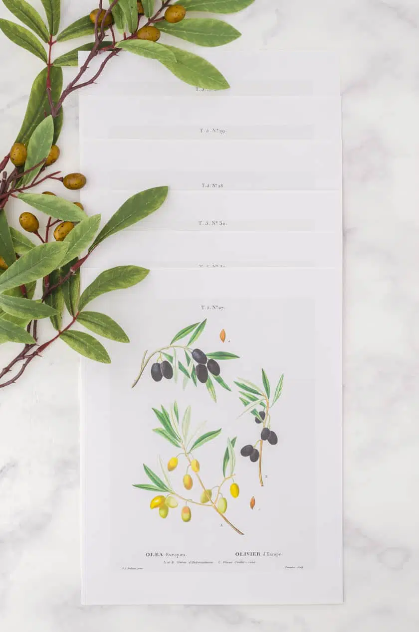Set of 6 botanical art prints of olive branches