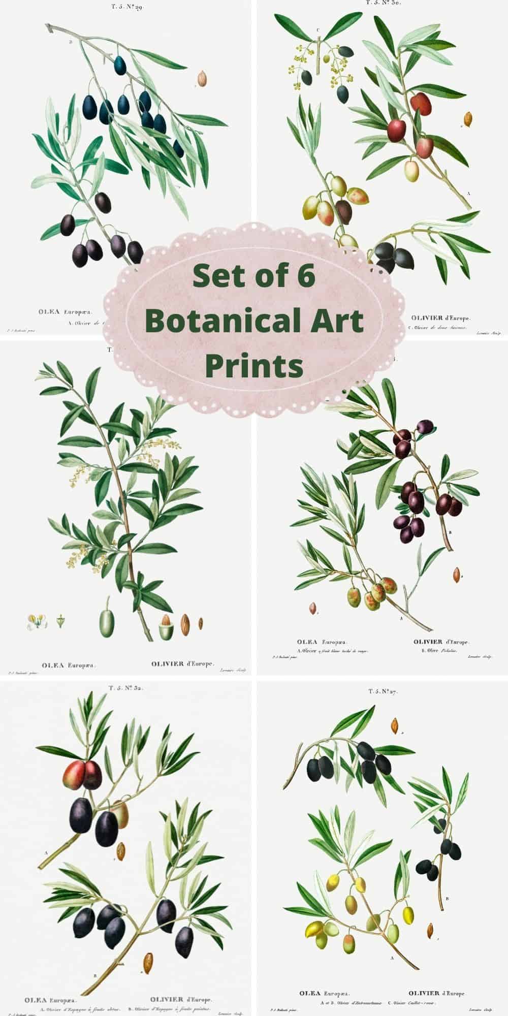 Free Botanical Wall Art Prints: Olive Branches - Harbour Breeze Home