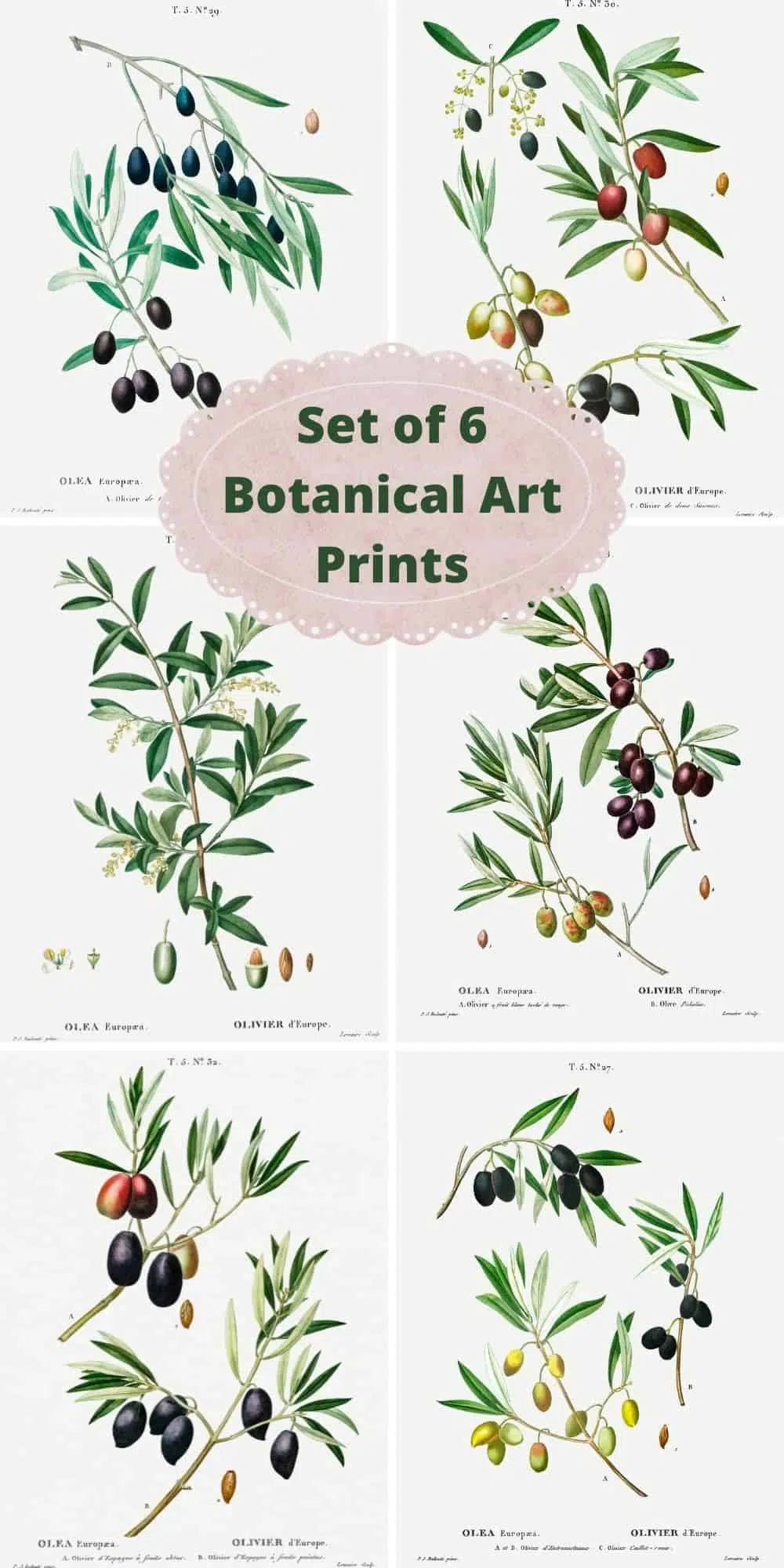 botanical art prints - set of 6 vintage botanical olive branch illustrations