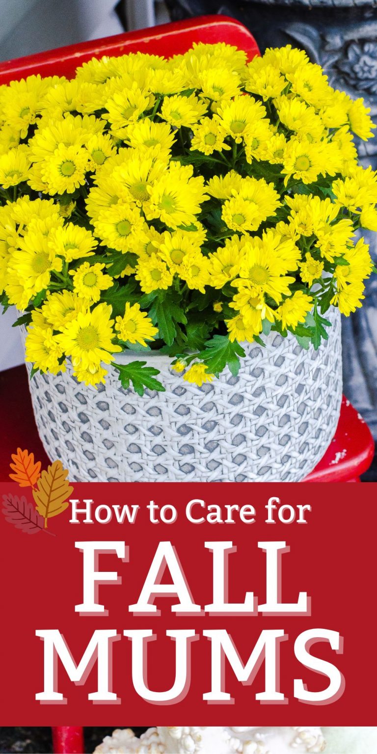 Tips for Caring for Fall Potted Mums - Harbour Breeze Home