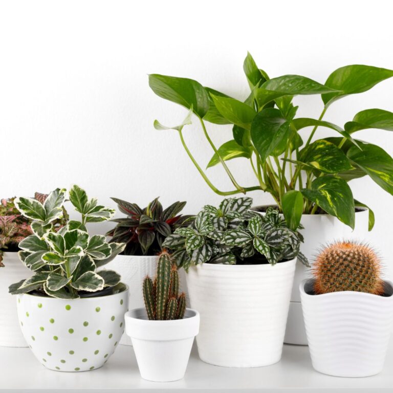 easy to grow houseplants in pots
