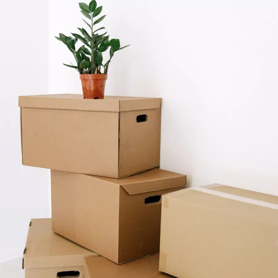 moving boxes with plant on top
