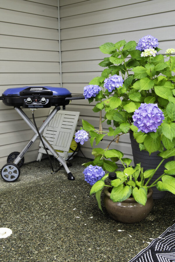 A folding camp barbecue beside a potted hydrangea plant.
