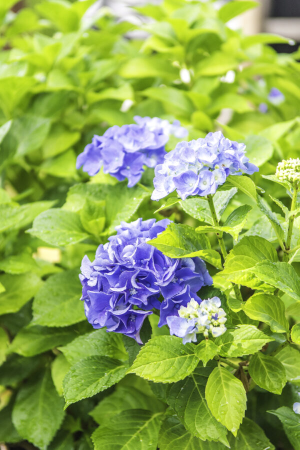 hydrangeas blooming in a larger planter